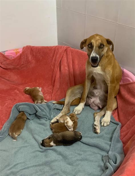 Homeless Momma Dog And Pups Find Hope At Barbs Dog Rescue In Puerto