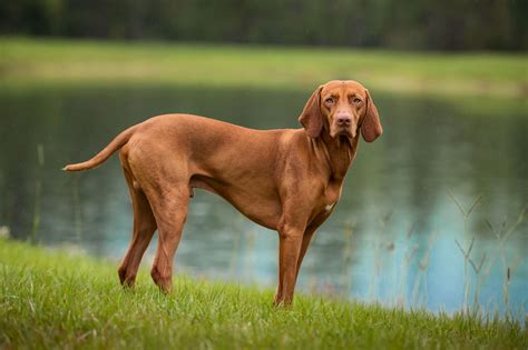 Vizsla Dog Breed Characteristics And Care