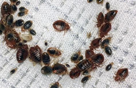 Bed Bug Control Bed Bug Removal Lincolnshire