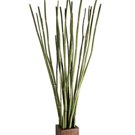 Superior detection of snakes in peripheral vision. Dried Equisetum, also known as Snake Grass. | Snake in the grass, Horsetail, Foliage