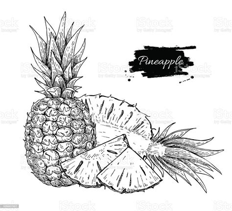 Vector Hand Drawn Pineapple And Sliced Pieces Stock Illustration