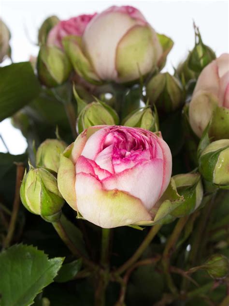 Rosen Freiland „charming Piano“ Rosa Creme Bestellen Blumen Geben