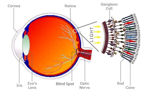 What Is The Medical Terminology For Blind Spot Of Eye Socratic