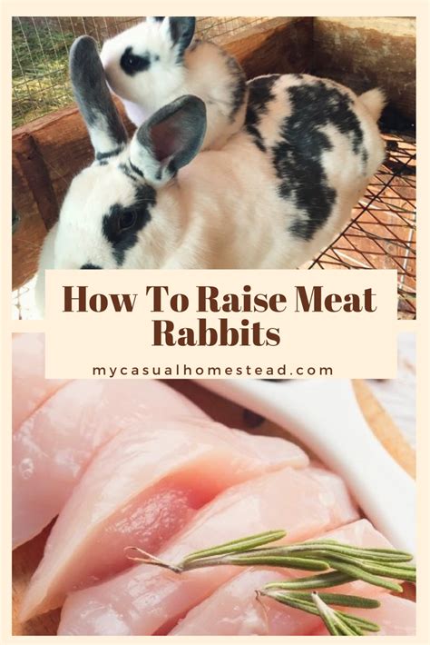 How To Raise Rabbits For Meat Humanely And For Sustainability Rabbit