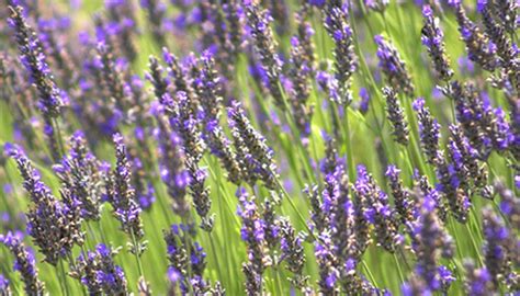 Maybe you would like to learn more about one of these? Types of Lavender Plants for the Southeast USA | Garden Guides