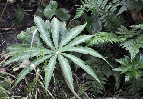 Arisaema speciosum is an unusual perennial from the eastern himalayas. Arisaema consanquineum — Kwekerij en Kijktuin Aan De Dijk
