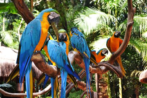 Bird Park In Iguassu Falls Parque Das Aves Foz Do Iguacu Brazil