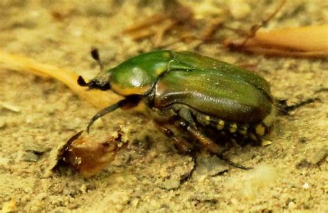 Emerald Euphoria Beetle Euphoria Fulgida Bugguidenet