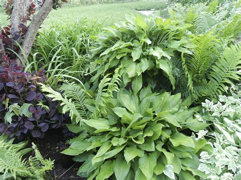 Hostas A Perennial Workhorse Almost Perfect Landscaping