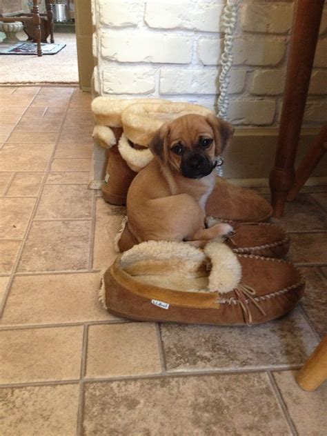 Puggle Puppy Baxter Baby Pugs Puggle Puppies Sweet Dogs
