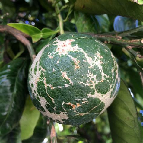 Excessive spider mite feeding can cause lemon tree leaves to drop from the tree prematurely. Citrus: Prob. spider mites feeding injury | Flickr - Photo ...