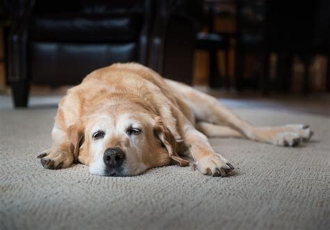 Can Dogs Get Dementia Dog Dementia Symptoms And Treatment Puplore