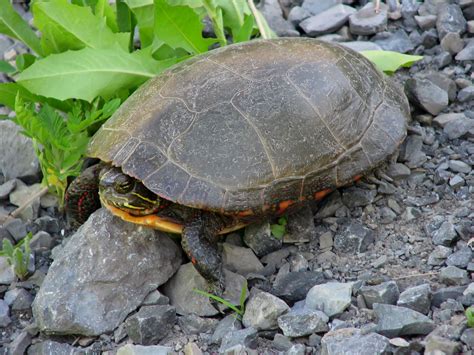 Filemidland Painted Turtle Wikimedia Commons