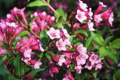 ­though its flowering season is a bit short, the peony remains a very popular perennial, and with good reason. 11 Flowering Shrubs for Sunny Locations