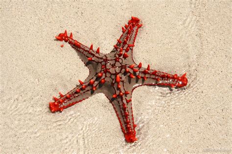 Red Knobbed Starfish Project Noah