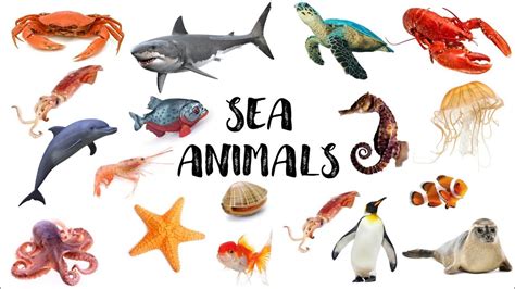 Learn Sea Animals For Kids English Vocabulary For Kids And Toddlers