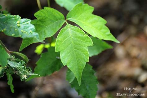 How To Identify Poison Ivy And Ways To Help Prevent Getting A Rash From