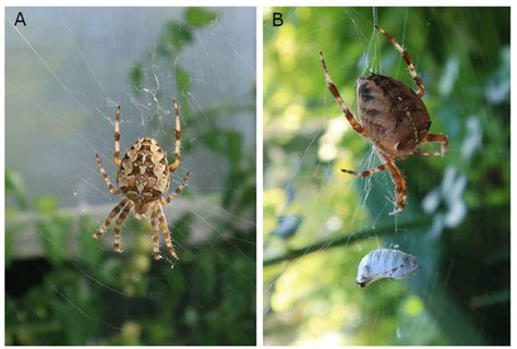 A B Adult Female Araneus Diadematus In Web In A Garden In Flawil