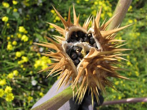 White mold can appear on various parts of the plants, such as leaves, stalks, pods, or. The 9 most dangerous plants in the world | IFLScience