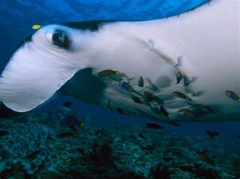 Photo Fish Cleaning Parasites Off A Manta Ray Photograph By David