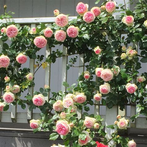 Eden ️ Climbing Rose Large Old Fashioned Fully Double 4 12 Cupped