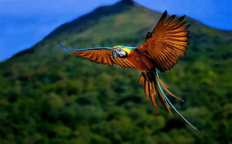 🔥 Download Wallpaper Macaw Bird By Mariaw Macaw Wallpapers Macaw