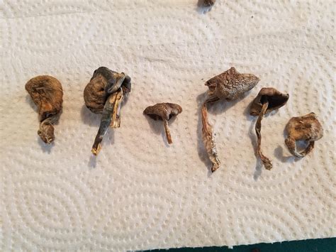 Need Help Identifying Dried Psilocybin Mushroom Species Shroomid