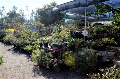 We are a new, certified succulent, aloe and cactus wholesale nursery located in rural escondido, north san diego county, california. San Diego For Free: City Farmers Nursery - Plant Paradise ...