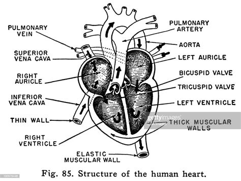 Diagrama Del Corazón Ilustración De Stock Getty Images