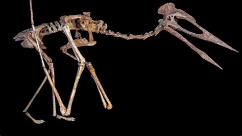 Strange New Pterosaur Species Found In Transylvania