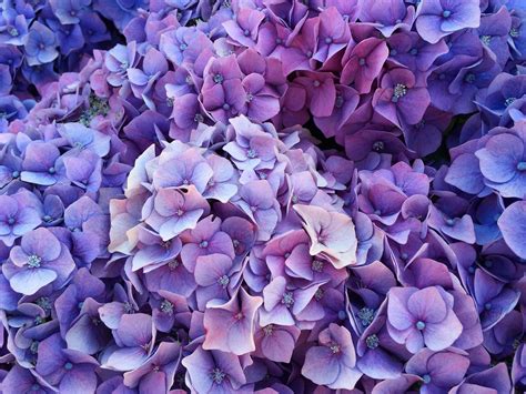 A great men's flower bouquet. 14 Great Landscape Plants With Purple Flowers