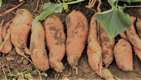 Nutrient toxicity in acidic soils. Nine (9) Vegetables That Grow Well In Clay Soil - Justagric