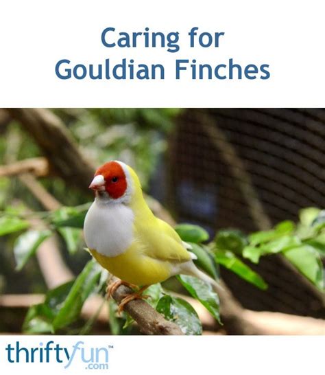 Caring For Gouldian Finches Thriftyfun