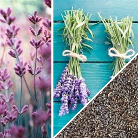 English Lavender Herb Seeds Grow Organic Lavender Now