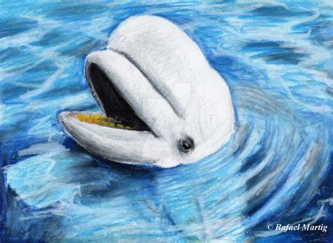 Beluga Whale By Rafaeldavid On Deviantart