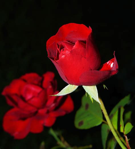 Beautiful Flowers Images Roses A Beautiful Red Rose For One So