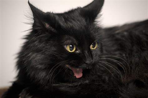 My personal opinion is that there is some tiffany in sammy. Chantilly Cat: The Ultimate Guide to Their History, Types ...