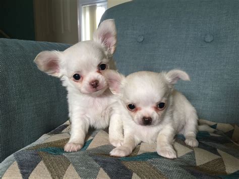 English labrador puppies for sale, champion and master hunter bloodlines. Chihuahua Puppies For Sale | Colorado Springs, CO #288590