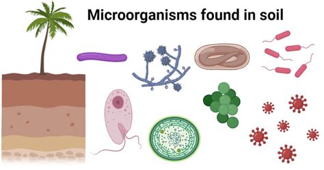 Microorganisms Found In Soil With Effects And Examples 2023