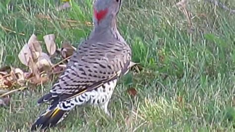 Flicker definition, to burn unsteadily; Northern Flicker woodpecker - YouTube