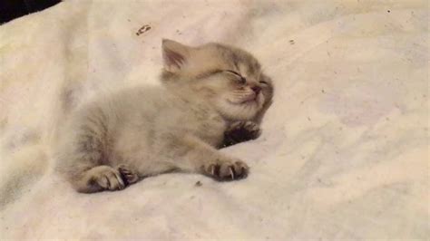 ずっと見てても飽きない猫の寝顔 Sleeping Kitten Youtube
