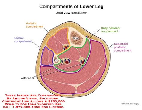(13101_04A) Compartments of Lower Leg - Anatomy Exhibits