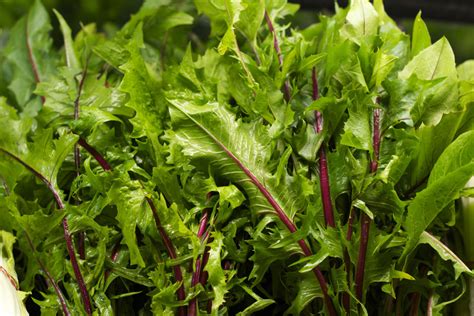 With 16 different types, salad will never be boring. 9 Salad Leaves that Taste Better than Romaine Lettuce