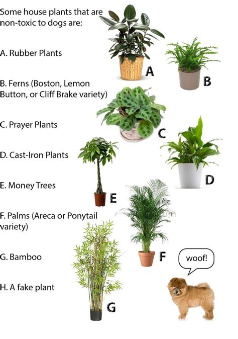 Learn which houseplants are safe for pets, as well as how to take care of them and where to put them in your home. Here are a few dog-safe potted plants for your home ...