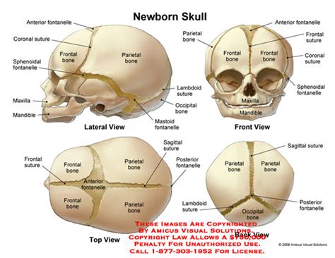0800704x Newborn Skull Anatomy Exhibits