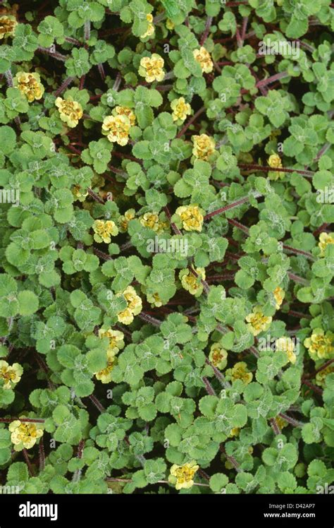 Close Up Of Small Green Ground Cover Plant With Yellow Flowers Stock