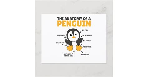 Funny Explanation Of A Penguin The Anatomy Postcard Zazzle