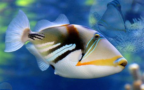 Niue Looks To Undersea Life With The New Reef Fish Collection Starting