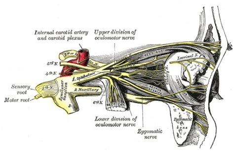 the oculomotor nerve cn iii cranial nerves anatomy geeky medics