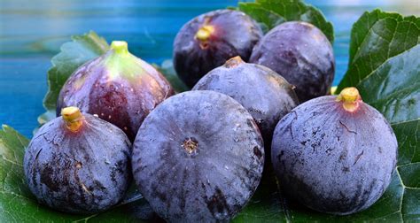 Fresh Figs Health Benefits And Recipe Farmers Almanac